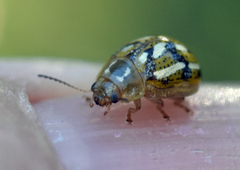 Paropsisterna galatea