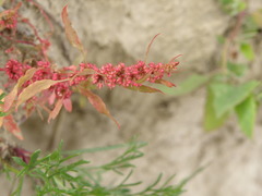 Rumex ucranicus
