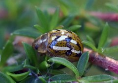 Paropsisterna galatea