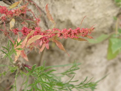 Rumex ucranicus