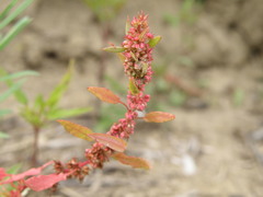 Rumex ucranicus