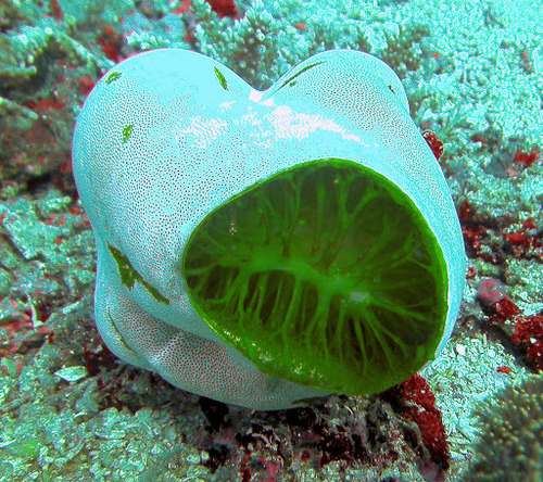 Photo of Green barrel tunicate (Didemnum molle)