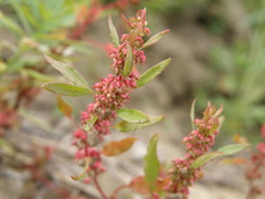 Rumex ucranicus