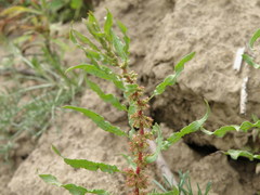 Rumex ucranicus