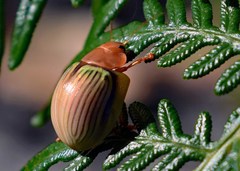 Paropsisterna basalis