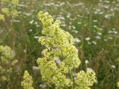 Galium × pomeranicum