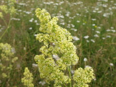 Galium × pomeranicum