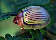 Paropsisterna basalis