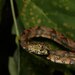 Cook's Tree Boa - Photo (c) Guillaume Tessereau, some rights reserved (CC BY-NC), uploaded by Guillaume Tessereau