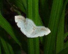 Lomographa bimaculata