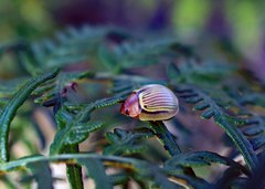 Paropsisterna basalis