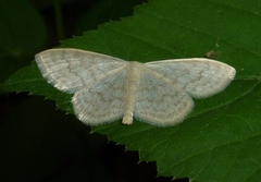 Scopula floslactata