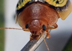 Paropsisterna basalis