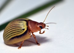 Paropsisterna basalis