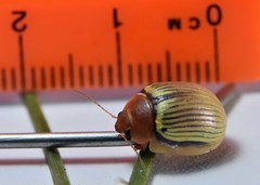 Paropsisterna basalis