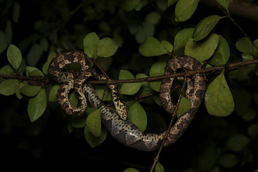 Cook's Tree Boa in March 2023 by Guillaume Tessereau · iNaturalist