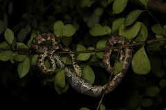 Cook's Tree Boa photo 4