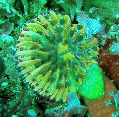 Heliofungia fralinae