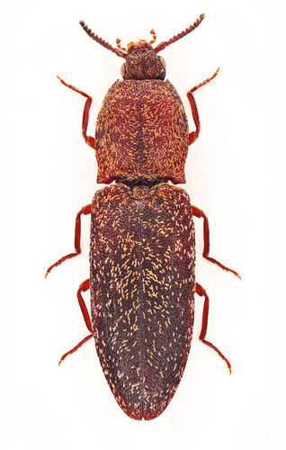 Lacon auroratus