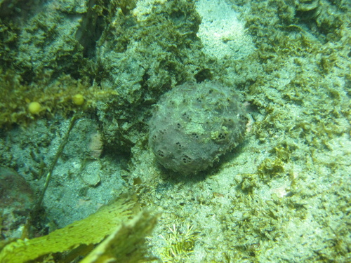 Suberitidae