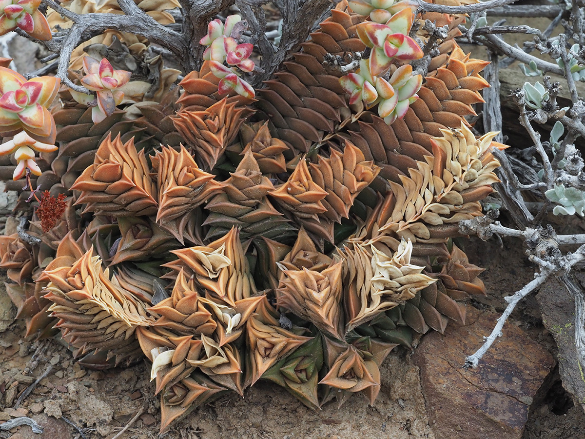 Haworthiopsis viscosa
