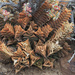 Robust Haworthia - Photo (c) Felix Riegel, some rights reserved (CC BY-NC), uploaded by Felix Riegel