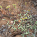Crassula subaphylla - Photo (c) Felix Riegel, osa oikeuksista pidätetään (CC BY-NC), lähettänyt Felix Riegel
