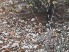 Crassula subaphylla subaphylla