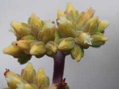 Crassula subaphylla subaphylla