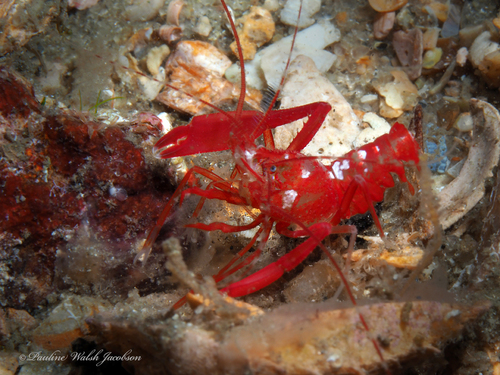 crimson lima shrimp