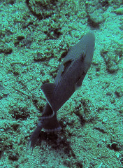 Pseudobalistes fuscus