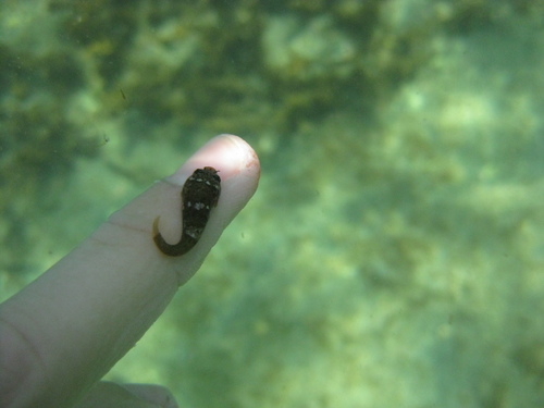 Trachelochismus melobesia