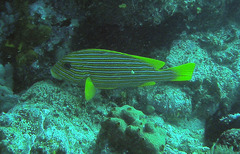 Plectorhinchus polytaenia