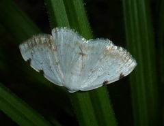 Lomographa bimaculata