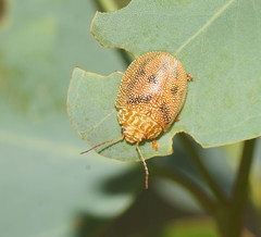 Paropsis atomaria
