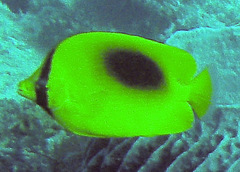 Chaetodon speculum