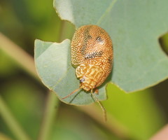 Paropsis atomaria