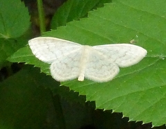 Scopula floslactata