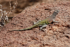 Cophosaurus texanus scitulus