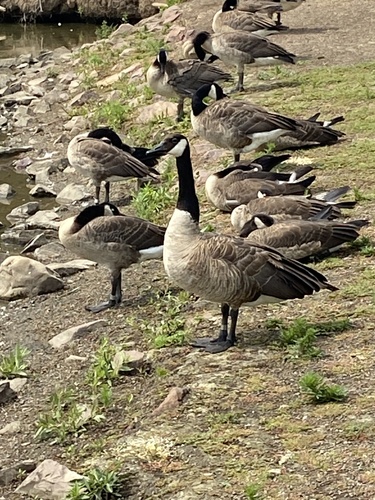 Canada Goose photographed in South Dakota