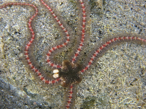 Ophiothrix oliveri