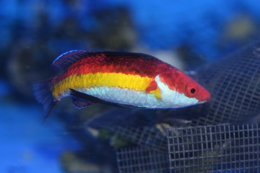 Naoko's Fairy Wrasse