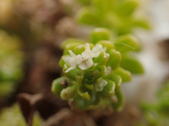 Galium verrucosum