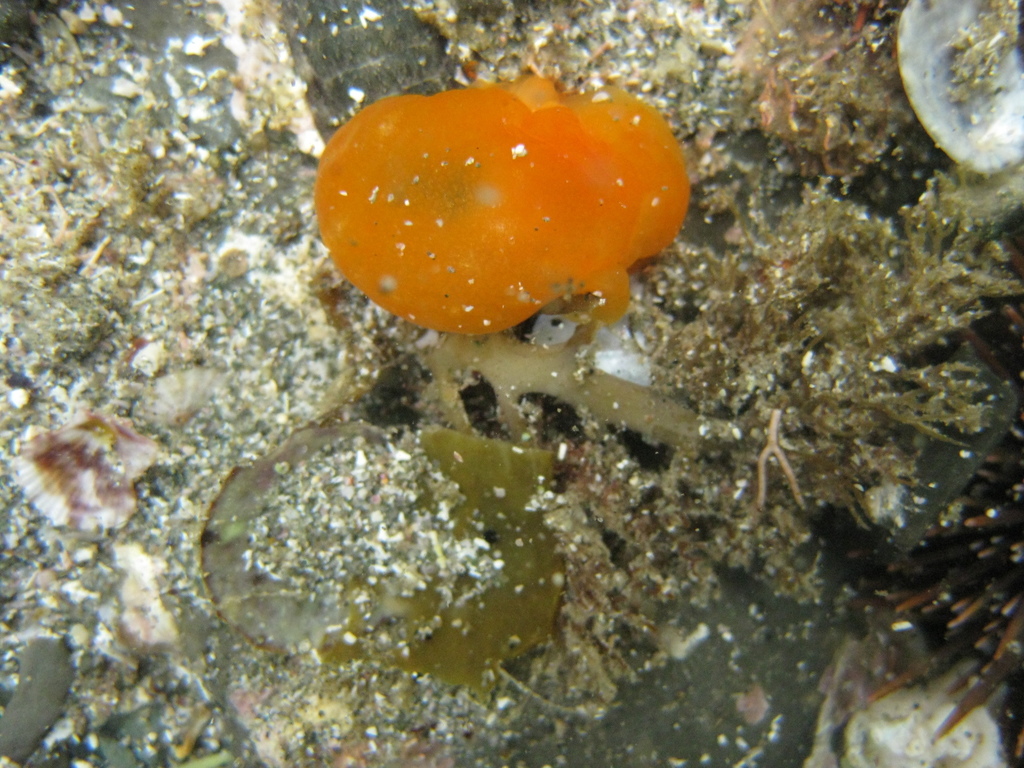 Lemon pleurobranch