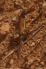 Cophosaurus texanus scitulus