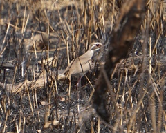 Rhinoptilus chalcopterus