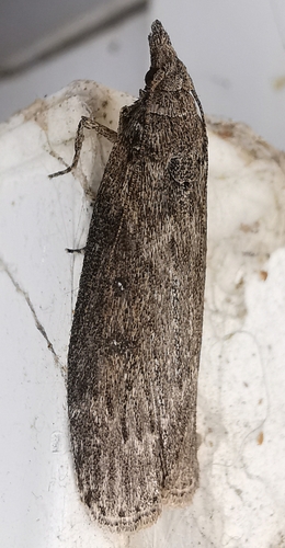 Lamoria anella