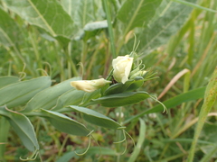 Lathyrus ochrus