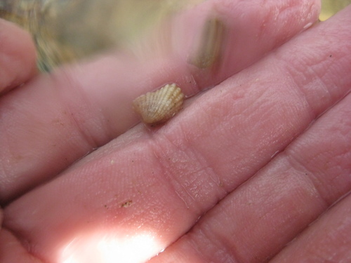 Powellina brookesi