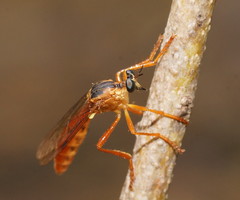Dasypogoninae